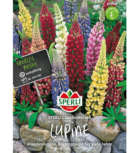 Garten-Lupine 'Zauberkerze'