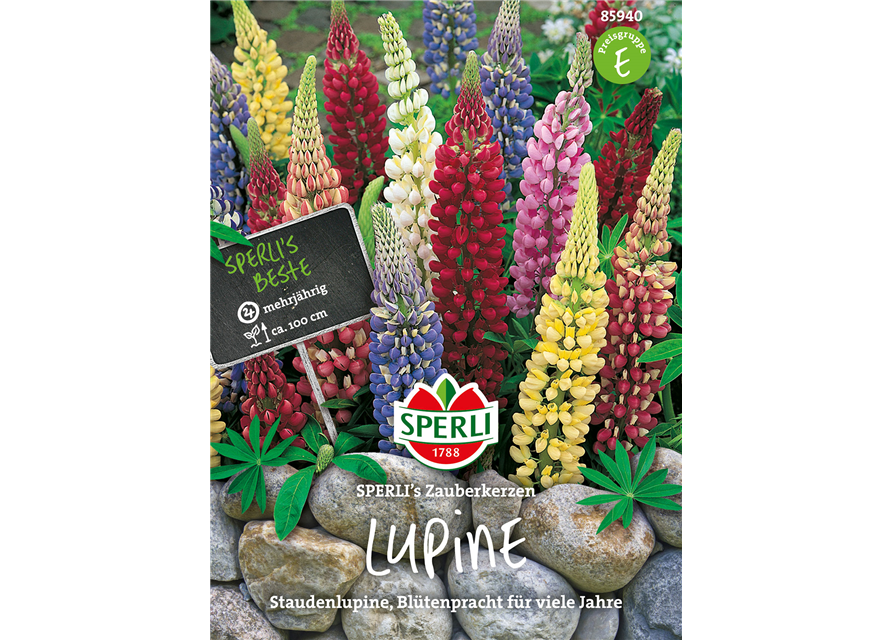 Garten-Lupine 'Zauberkerze'