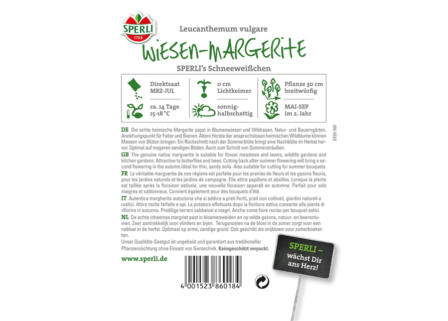 Garten-Margerite 'Schneeweißchen'