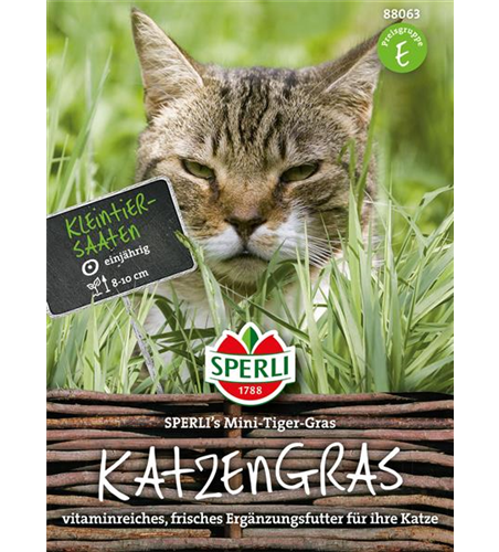 Katzengras