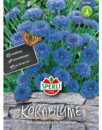 Kornblume 'Blauer Junge'