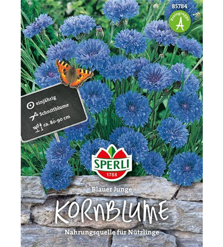 Kornblume 'Blauer Junge'