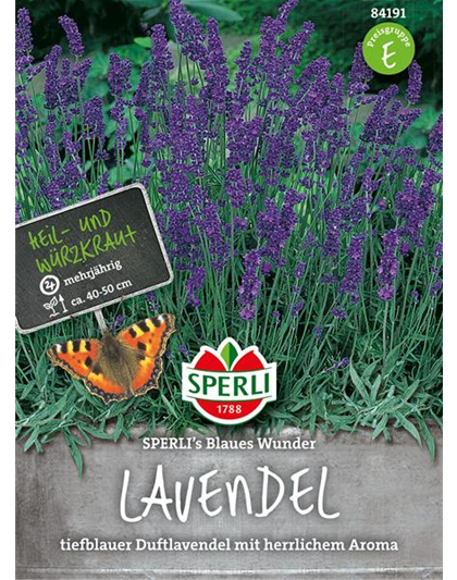 Lavendel 'Blaues Wunder'