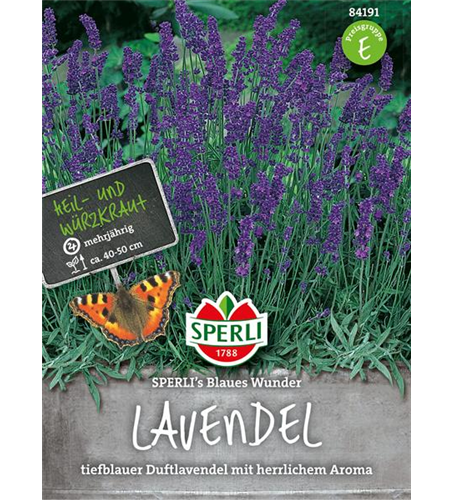 Lavendel 'Blaues Wunder'