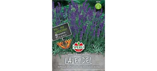 Lavendel 'Blaues Wunder'