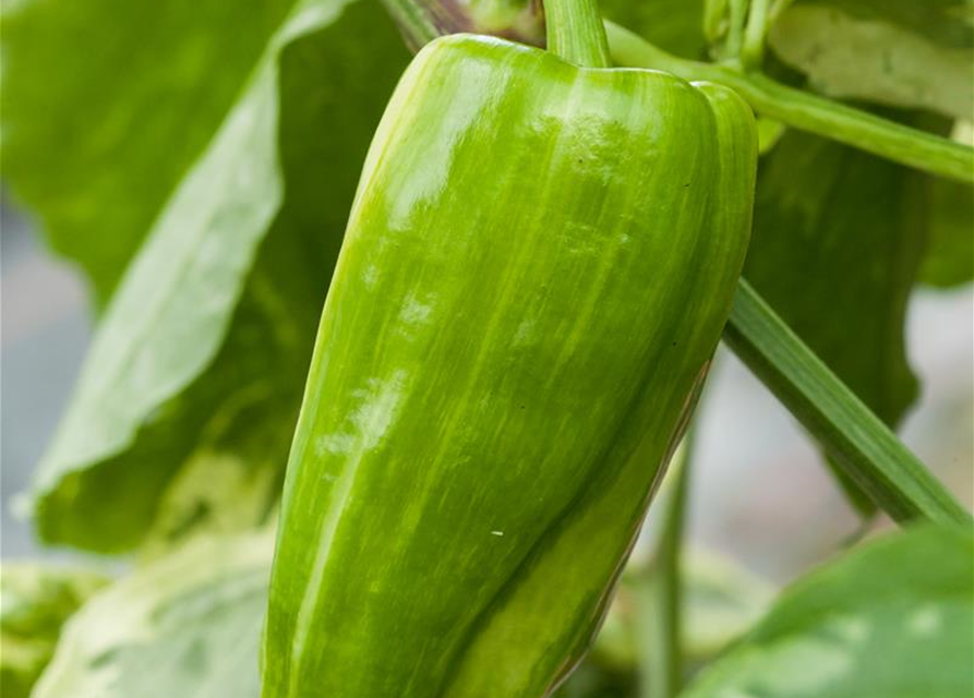 Paprika 'Californian Wonder'