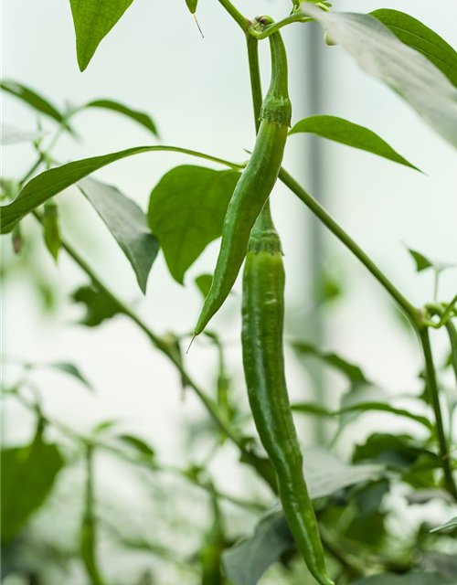 Peperoni 'De Cayenne'