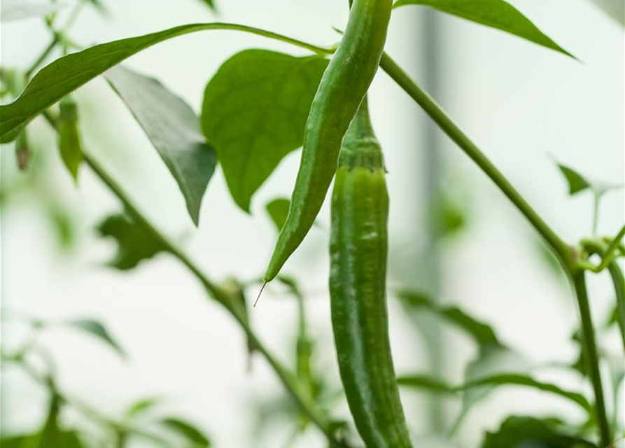 Peperoni 'De Cayenne'