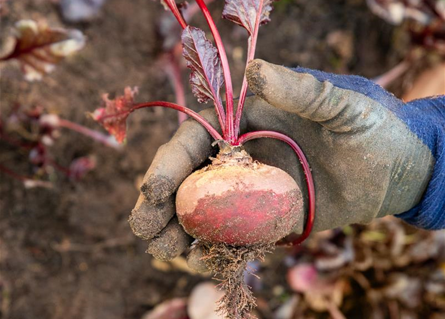 Rote Beete