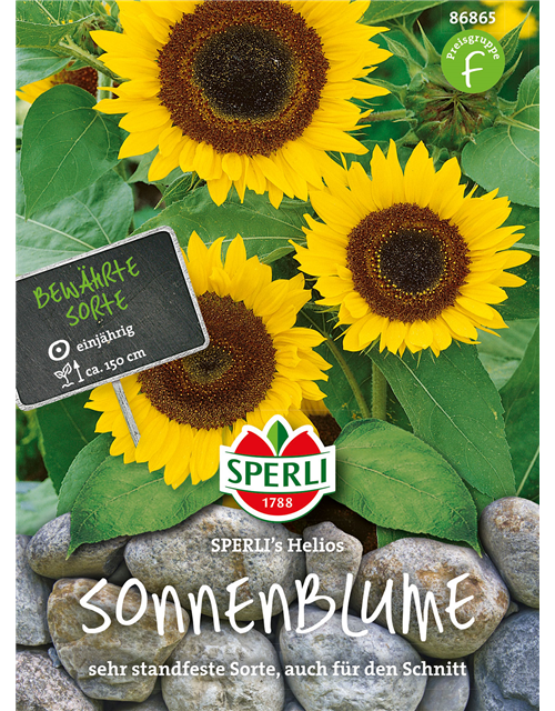 Sonnenblume 'Helios'