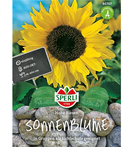 Sonnenblume 'Hohe Riesen'