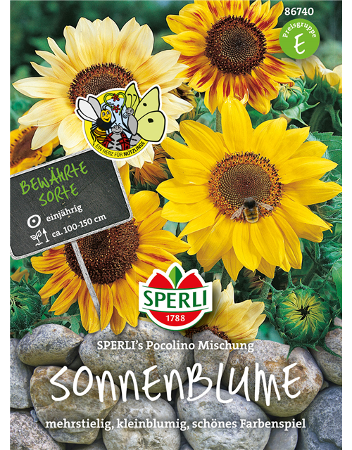 Sonnenblume 'Pocolino'