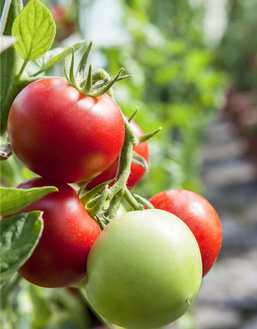 Tomate 'Hellfrucht'