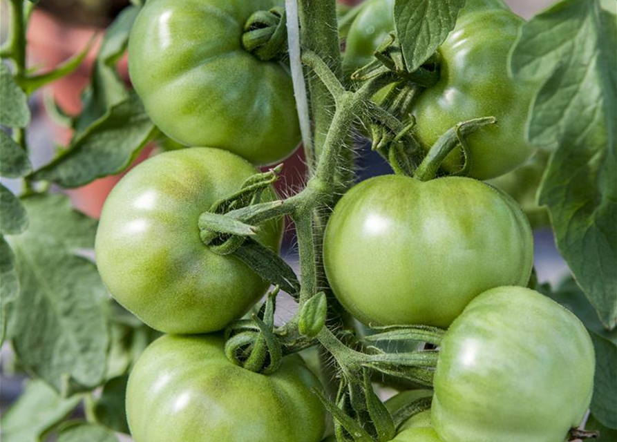 Tomate 'Marmande'