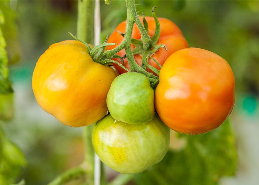 Tomate 'Marmande'