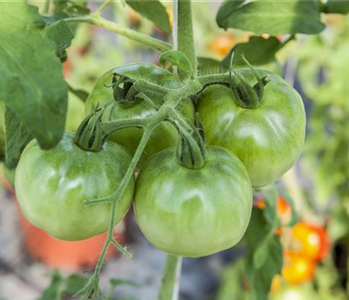 LECKERE BALKON-TOMATEN