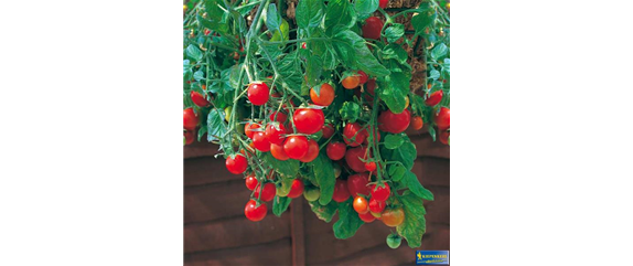 LECKERE BALKON-TOMATEN