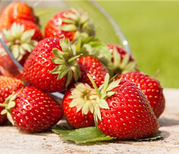 GESUND NASCHEN AUF DEM BALKON!