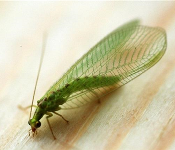 BIOLOGISCHER PFLANZENSCHUTZ IM GARTEN