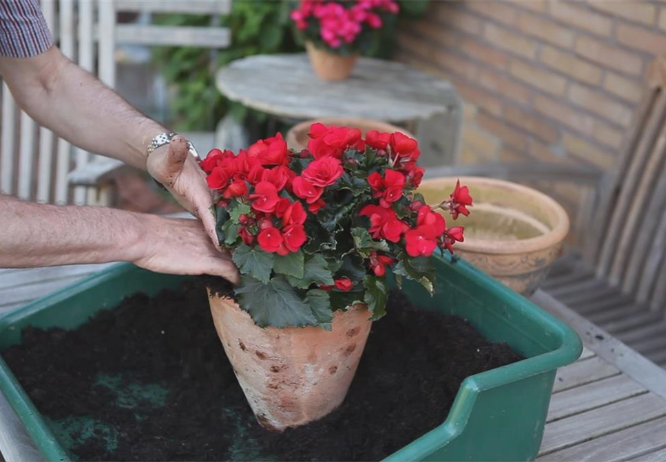 Blumenkübel - Bepflanzen mit Sommerblumen