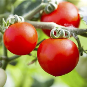 ROTES GEMüSE IST BESONDERS GESUND!