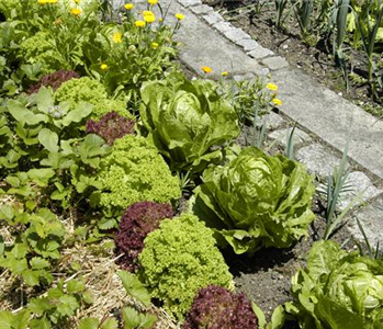 DER GEMüSEGARTEN!