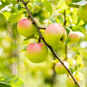 STREUOBSTWIESE - GESUNDHEIT ZUM SELBERPFLüCKEN