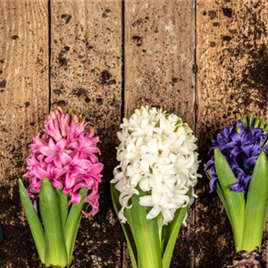 DER FRüHLING WIRD BUNT