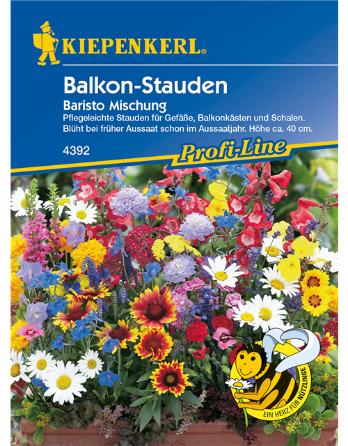 Balkonstauden 'Baristo'