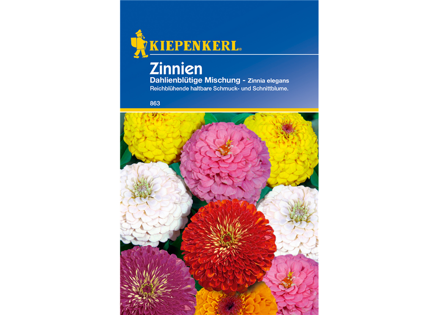 Dahlienblütige Zinnie