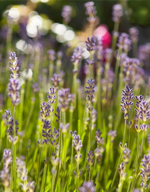 Echter Lavendel