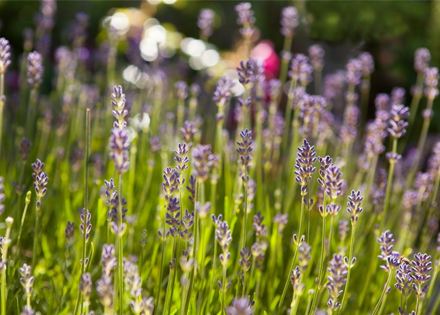 Echter Lavendel