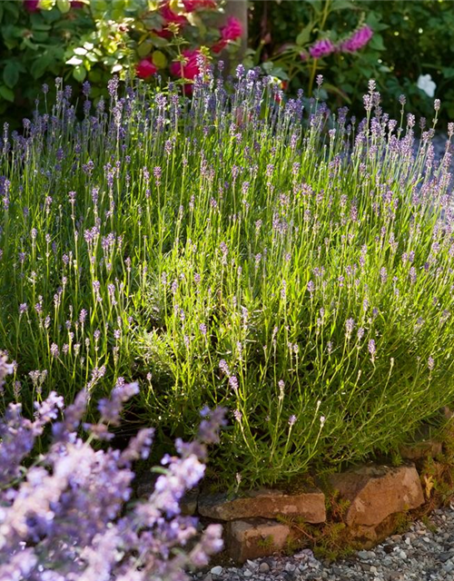 Echter Lavendel