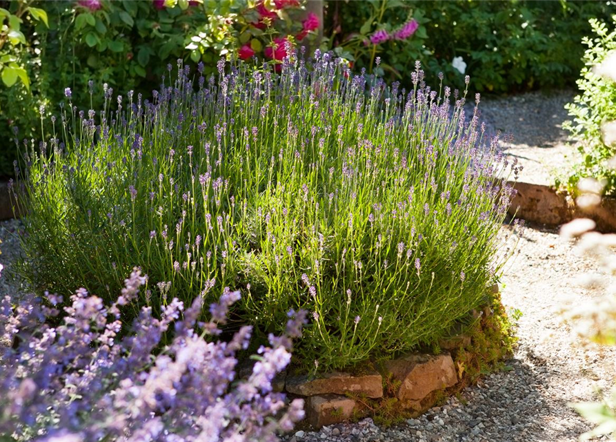 Echter Lavendel