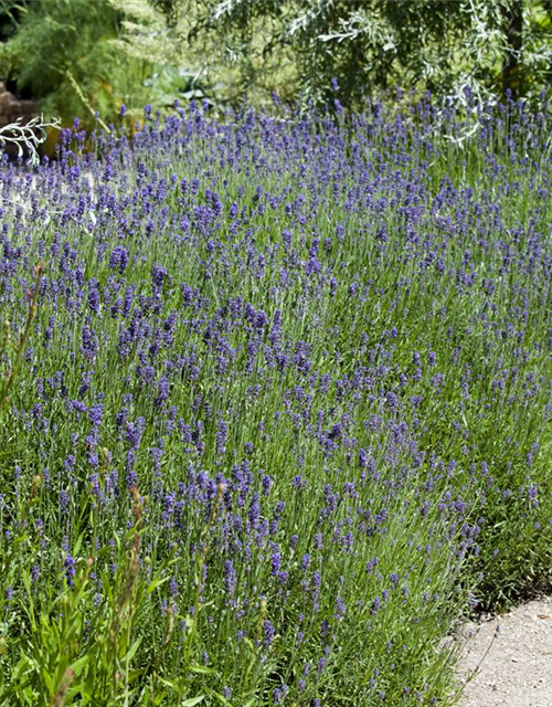 Echter Lavendel