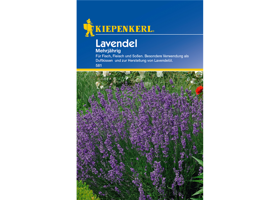 Echter Lavendel