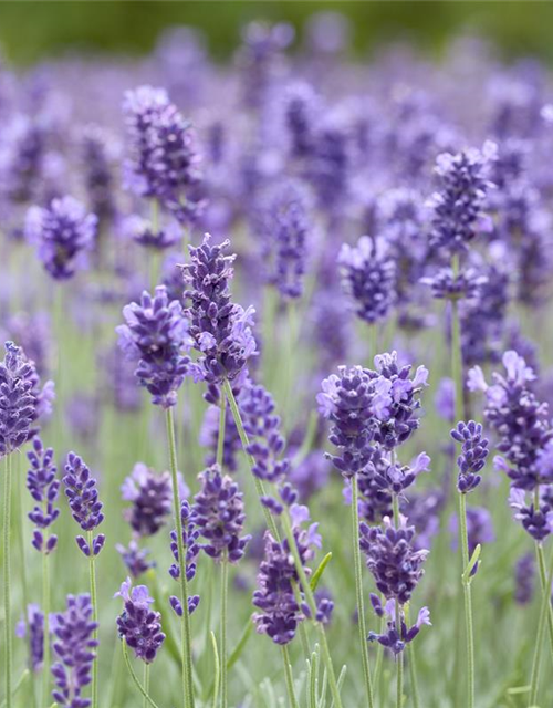 Echter Lavendel 'Hidcote Blue Strain'