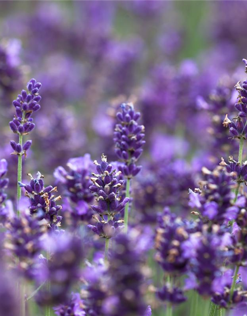 Echter Lavendel 'Hidcote Blue Strain'