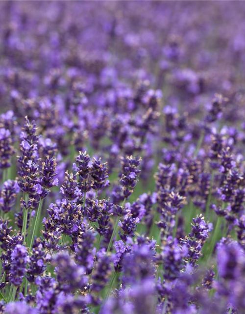 Echter Lavendel 'Hidcote Blue Strain'