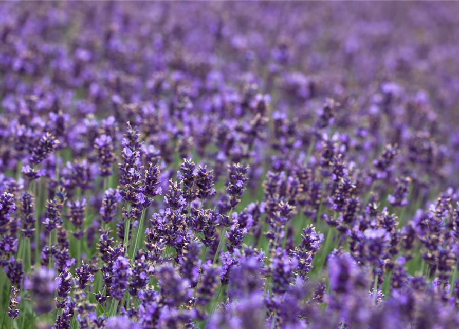 Echter Lavendel 'Hidcote Blue Strain'