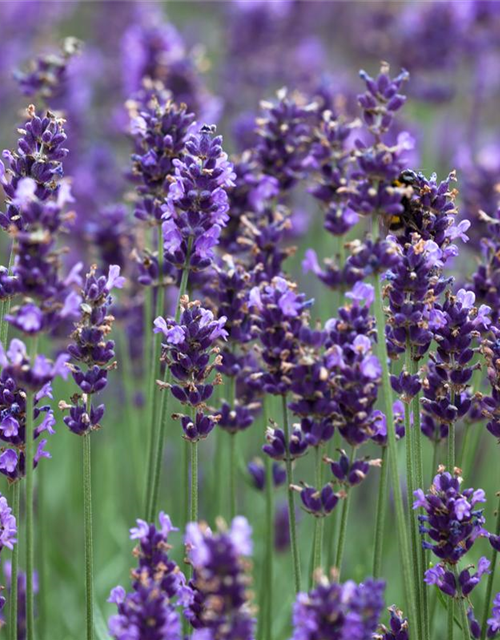 Echter Lavendel 'Hidcote Blue Strain'