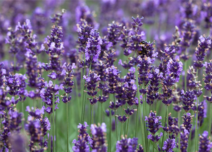 Echter Lavendel 'Hidcote Blue Strain'