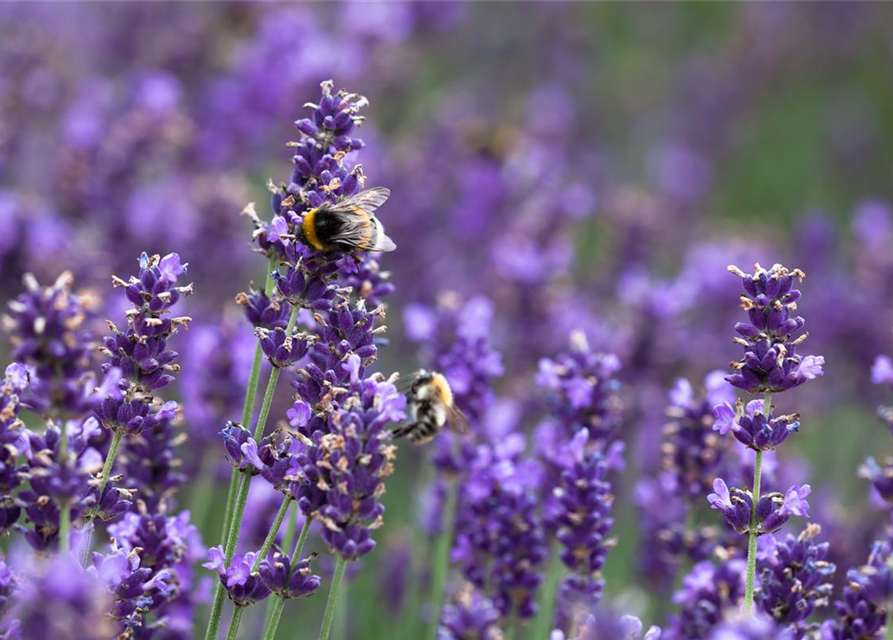 Echter Lavendel 'Hidcote Blue Strain'