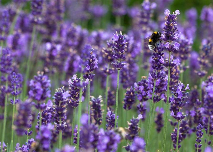 Lavendel 'Blaues Wunder'