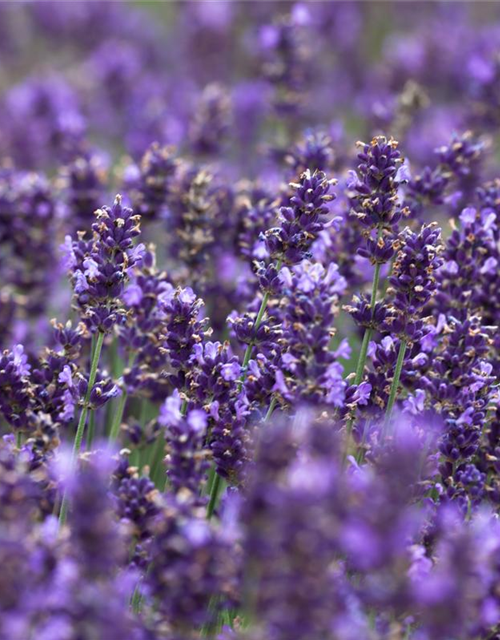 Echter Lavendel 'Hidcote Blue Strain'