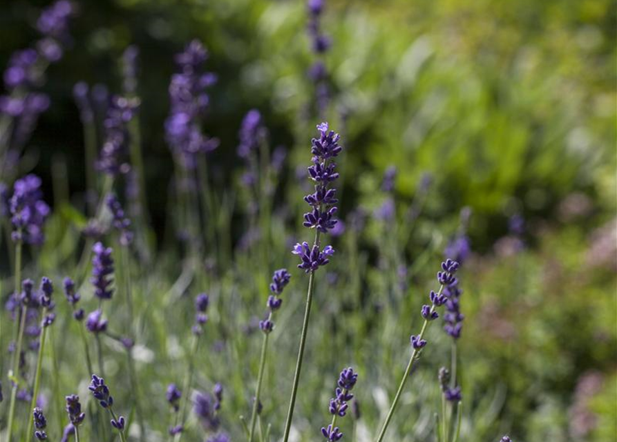 Echter Lavendel 'Hidcote Blue Strain'