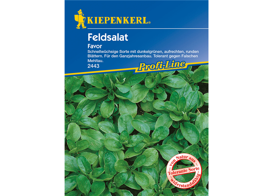 Feldsalat 'Favor'