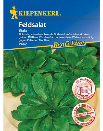 Feldsalat 'Gala'