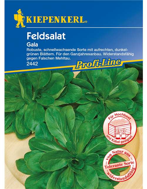 Feldsalat 'Gala'