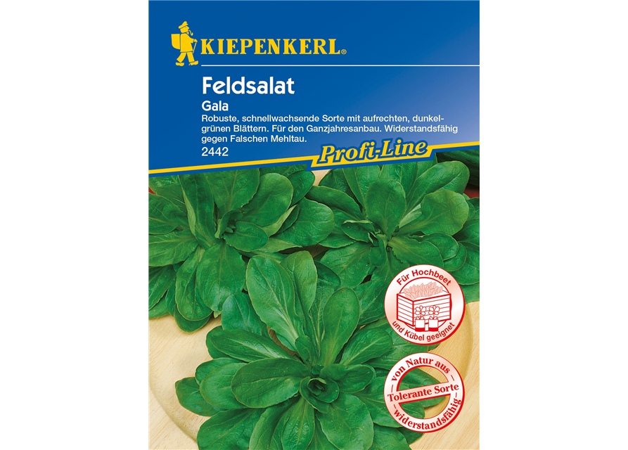 Feldsalat 'Gala'